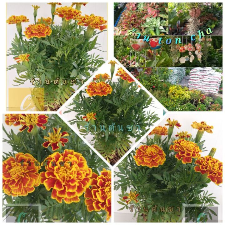 hot-ดาวเรืองฝรั่งเศส-french-marigolds-ดอกสีสันสวยงาม-ส่งด่วน-พรรณ-ไม้-น้ำ-พรรณ-ไม้-ทุก-ชนิด-พรรณ-ไม้-น้ำ-สวยงาม-พรรณ-ไม้-มงคล
