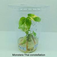 ต้นไม้เพาะเลี้ยงเนื้อเยื่อมอนสเตอร่า Monstera Thai con