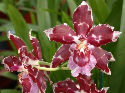 20 เมล็ดพันธุ์ Bonsai เมล็ดกล้วยไม้ กล้วยไม้ โอดอนโทกลอสซัม (Odontoglossum Orchids) Orchid flower Seed อัตราการงอกของเมล็ด 80-85%