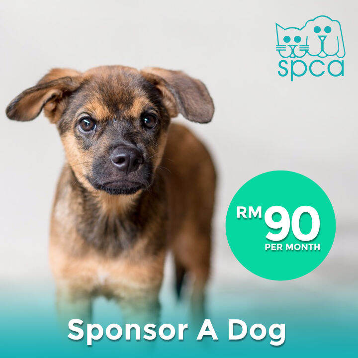 SPCA Selangor RM 90 to Sponsor A Dog Lazada
