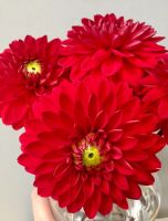 1 หัว/ออเดอร์ รักเร่ Dahlia rhizome สายพันธุ์ Red Carpet Border หัวรักเร่ ดอกไม้ หัวหน่อ เหง้า นำเข้า เนเธอร์แลน