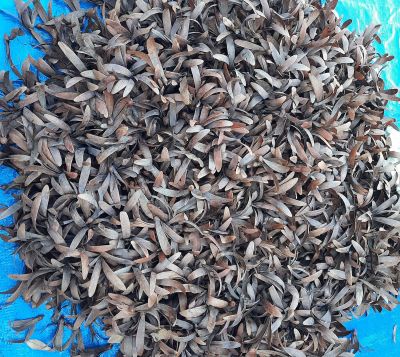 ขายส่ง 100 เมล็ด เมล็ดรัง Burmese sal เมล็ดต้นรัง พันธุ์ไม้มงคลพระราชทานประจำจังหวัดอุดรธานี สุดยอดไม้แห่งความแข็งแรงทนทาน ป่าเต็งรัง