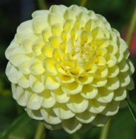 1 เหง้า/ชุด รักเร่ Dahlia Bulb สายพันธุ์ Jowey Martina หัวรักเร่ ดอกไม้ หัวหน่อ เหง้า นำเข้า เนเธอร์แลน หัวสดใหม่