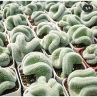 โปรโมชั่น Mammillaria Microthele Cristata แมมนกฮูกคริส ไม้สะสม แคคตัส กระบองเพชร ราคาถูก  แคคตัส กระบองเพรช ตะบองเพรช ไม้จิ๋ว ไม้ตั้งโต๊ะทำงาน ไม้ประดับ ไม้มงคล ไม้ดอก