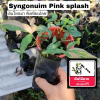 Syngonium  pink splash ต้นไม้ตาย เคลมฟรี เงินไหลมา พิงค์สเเปรช