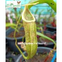 ต้นหม้อข้าวหม้อแกงลิง (Tropical pitcher plants) พันธุ์ N.Tiger ไทเกอร์ เสือป่า (ส่งทั้งกระถาง 3 - 8 นิ้ว) พันธุ์นี้ล่อแมลงวันได้ดีมาก ไม้กินแมลงแต่งสวน