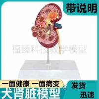 Canine model animal innards dog renal pathological model health urinary tract cat kidney dissection veterinary