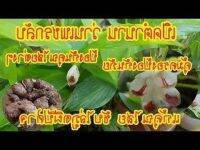 5 หัวสด/ออเดอร์ ว่านเพชรกลับ Boesenbergia thorelii.