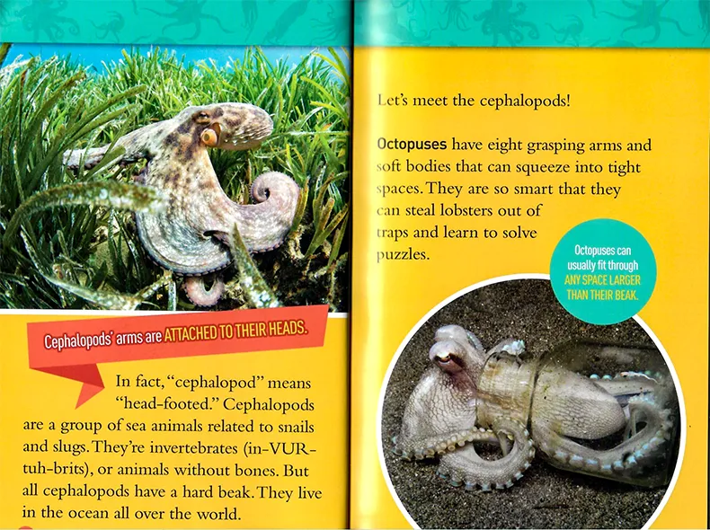 American National Geographic graded reading L3 order National Geographic  readers ink English original picture book interesting facts about octopus,  squid, etc. children's Marine Animal Science Encyclopedia series | Lazada PH