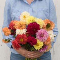 10 เมล็ด รักเร่ไจแอ้นท์ไฮบริดคละสี - Mixed Giant Hybrid Dahlia