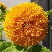 ทานตะวัน Sunflower Teddy Bear Seed เมล็ดพันธุ์ทานตะวันหมีเท็ดดี้ บรรจุ 5 เมล็ด 10 บาท