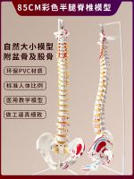 Lumbar skeleton 1:1 vertebra spinal nerve bone anatomy flexible medicine teaching model