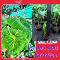 ไหลเยลโล่วิโดว์ colocasia yellow widow   1 กระถาง เป็นต้นแยกหน่อ หัวเหง้า ส่งพร้อมกระถาง