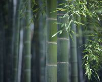 เมล็ดพันธุ์ ไผ่โมโซ ไผ่หนังจีน ไผ่ญี่ปุ่น moso bamboo 30 เมล็ด เมล็ดพันธุ์นำเข้าจาก อังกฤษ