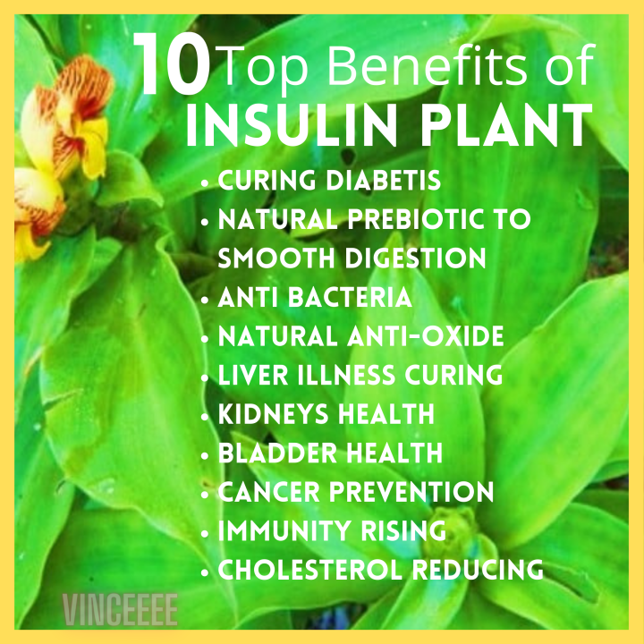 Insulin plant herbal capsule 1bottle 100 capsules x 500mg,SugarDown