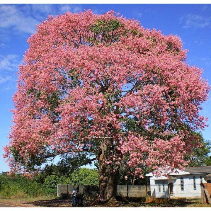 100 SEEDS PHILIPPINE CHERRY BLOSSOM FLOWERING TREE | Lazada PH