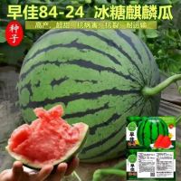 8424 Kirin Watermelon Yield Seedless Fruit Vegetable Size Four Thin