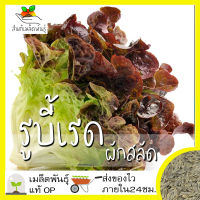 เมล็ดพันธุ์ ผักสลัด รูบี้เรด 1000 เมล็ด Ruby Red Lettuce Seed เมล็ดพันธุ์แท้100% นำเข้าจากต่างประเทศ ปลูกผัก สวนครัว ถูก