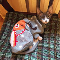 Festive Dog Clothing Https:www.amazon.comChristmas-Dog-Sweater-Clothing-X-LargedpB07WCRS9BC Https:www.petco.comshopenpetcostorecategorydogdog-apparel-and-costumesdog-sweaters Holiday Pet Sweaters Christmas Dog Sweaters Pet Sweaters For Dogs Winter Pet