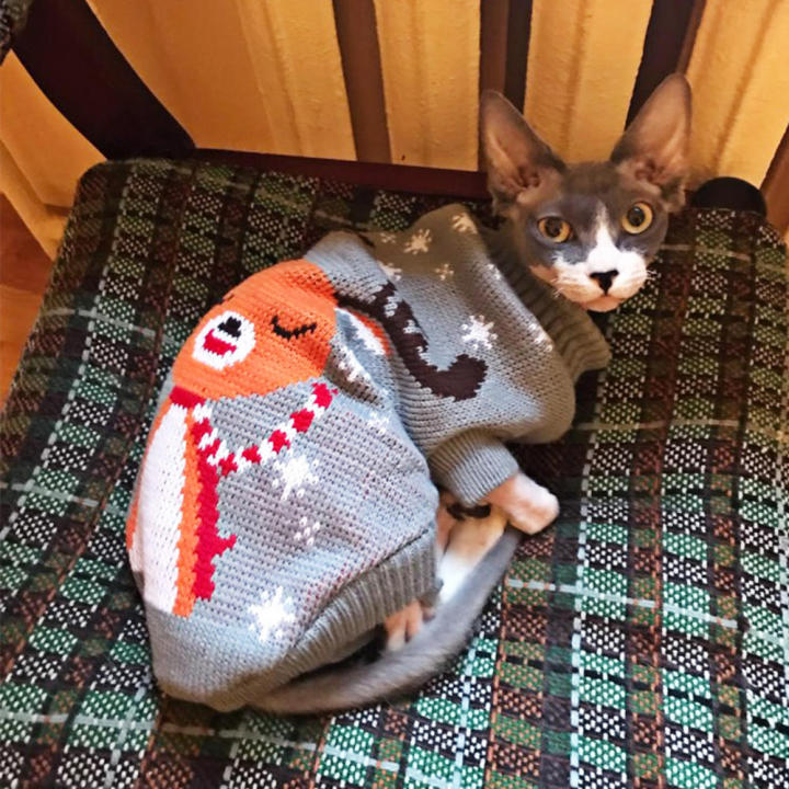 Sweaters for hot sale cats petsmart