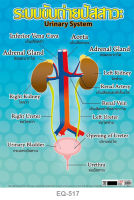 โปสเตอร์ ระบบขับถ่ายปัสสาวะ #EQ-517 โปสเตอร์กระดาษอาร์ตมัน สื่อการเรียนการสอน สื่อการเรียนรู้