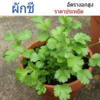 เมล็ดพันธุ์ ผักชี Coriander ราคาประหยัด พร้อมวิธีการปลูก  ปลูกง่าย ดูแลง่าย ระยะเวลาเก็บเกี่ยว 40-50 วัน