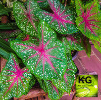 KcG. -จักรพรรดิบอนไซราชินีแห่งใบไม้มาในกระถาง 5 นิ้ว. Caladium bicolor “Carolyn Whorton” – A Large Beauty. We send the whole plant (20-35cm) with pot