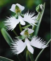 20 เมล็ดกล้วยไม้ Japanese Radiata Seeds White Egret Orchid Seeds กล้วยไม้นกกระยางขาว อัตราการงอก 80-85%