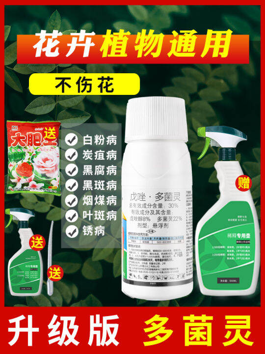 Carbendazim flower plant polymycetamine fungicide pesticide rose black