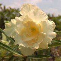 10 เมล็ด เมล็ดพันธุ์ ชวนชม สายพันธุ์ไต้หวัน สีเหลือง Adenium Seeds กุหลาบทะเลทราย Bonsai Desert Rose ราชินีบอนไซ มีคู่มือปลูก นำเข้าจากไต้หวัน