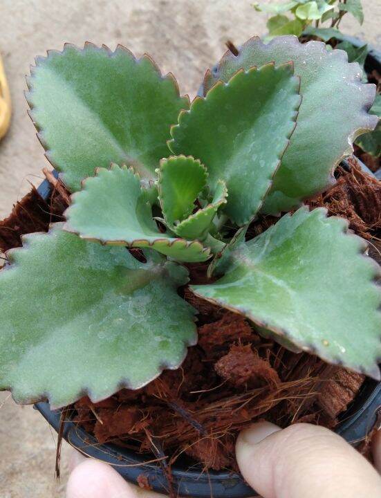 เศรษฐีพันล้าน-kalanchoe-hybrid-เป็นไม้มงคลเสริมความร่ำรวย-ทำมาค้าขึ้น-ทนแล้ง-เลี้ยงง่าย-ชอบแดด-กระถาง5นิ้ว