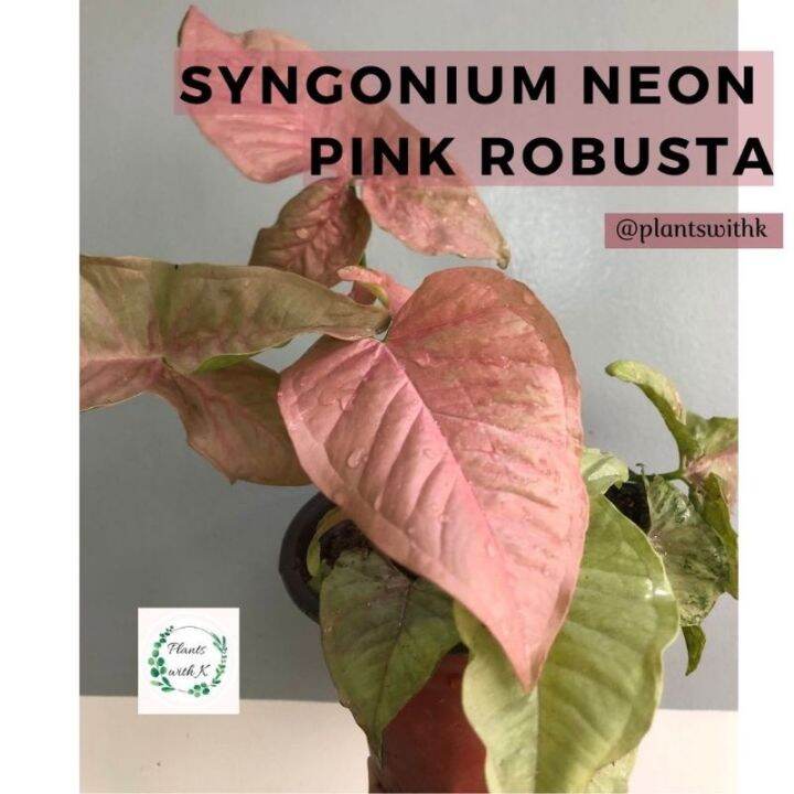 Syngonium Neon Pink Robusta Lazada PH