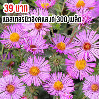 ซื้อ 1 แถม 1，50 เมล็ด (ไม่ใช่พืช)เมล็ดพันธุ์ ดอกแอสเตอร์นิวอิงค์แลนด์  เมล็ด