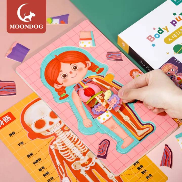 children's human body cognition body structure organ puzzle piece boy