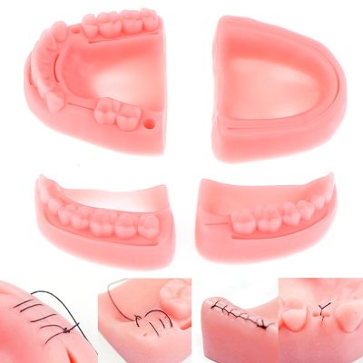 4/2pcs Dental Simulatiaon oral suture model Gum suture teaching training equipment