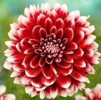 1 หัว/ออเดอร์ รักเร่ Dahlia Bulb สายพันธุ์ Red Fubuki หัวรักเร่ ดอกไม้ หัวหน่อ เหง้า นำเข้า เนเธอร์แลน หัวสดใหม่