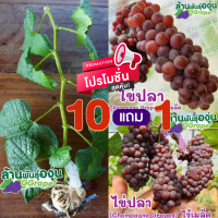 กิ่งพันธุ์องุ่น พันธุ์ใข่ปลา (Champagne Grapes) องุ่นไร้เมล็ด