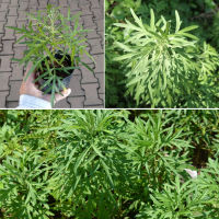 ต้นโกฐจุฬาลัมพา หรือ ต้นชิงเฮา 5แถม1 สมุนไพรไทยยอดนิยม ควรมีติดบ้าน mugwort