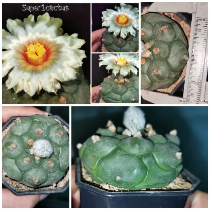 แอ​สโตร​ไ​ฟตั้​ม​ กิ้กโ​ก๊ะ​แบน #แคสตัส castus​ astrophytum แอสโตร แอสโตร​ไ​ฟตั้​ม แอสโตรไฟตัม กระบองเพชร แอสโตรวี super