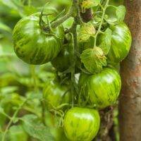 50 เมล็ดพันธุ์ มะเขือเทศ ผลสีเขียว Green Tomato Seeds มีคู่มือพร้อมปลูก อัตรางอก 80-85%