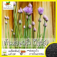 เมล็ดพันธุ์ ต้นหอมฝรั่ง (ไชว์ส) 300 เมล็ด Chives Seed เมล็ดพันธุ์แท้100% นำเข้าจากต่างประเทศ ปลูกผัก สวนครัว ถูกดี ต้นหอม