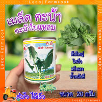 เมล็ดผักคะน้า 20 กรัม ตรารถถัง ? ผักคะน้า  เมล็ดพันธุ์ ผักคะน้าใบแหลม  เมล็ดพันธุ์ผักสวนครัว เมล็ดคะน้า อัตราการงอกสูง