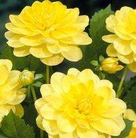 1 หัว/ออเดอร์ รักเร่ Dahlia rhizome สายพันธุ์ Glory of Heemstede หัวรักเร่ ดอกไม้ หัวหน่อ เหง้า นำเข้า เนเธอร์แลน หัวสดใหม่