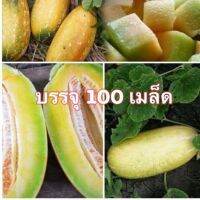 เมล็ดเเตงไทย (ผลรี) 100 เมล็ด [10 เเถม 1 คละได้]