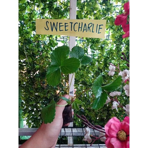 Sweet Charlie Strawberry Runners | Lazada PH