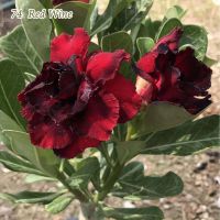 12 เมล็ด เมล็ดพันธุ์ ชวนชม สายพันธุ์ไต้หวัน ดอกสีแดง Adenium seed กุหลาบทะเลทราย Desert Rose ราชินีบอนไซ เปอร์เซ็นต์การงอก 80-90%