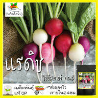 เมล็ดพันธุ์ แรดิช ไข่อีสเตอร์คละสี 150 เมล็ด Mixed Easter Egg Radish seed เมล็ดพันธุ์แท้ นำเข้าจากต่างประเทศ ปลูกผัก