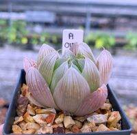 Haworthia joeyae (Eastport) A015