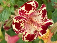 เมล็ดพันธุ์ มิมิวลัส / ไทเกอร์ มังกี้ mimulus tigrinus tiger monkey 400 เมล็ด เมล็ดพันธุ์นำเข้าจาก อังกฤษ