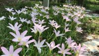 20 หัว ดอกบัวดินสีขาว Zephyranthes minuta ว่านขุนแผนสะกดทัพ เป็นพืชในวงศ์ Amaryllidaceae